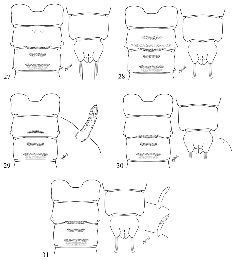 F027-031.psd