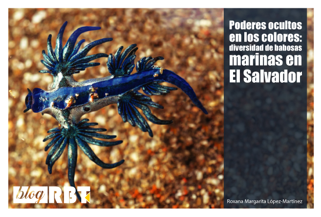 Glaucus atlanticus (popularmente llamado dragón azul marino). Fotografía de Diego Fernando Herrera
