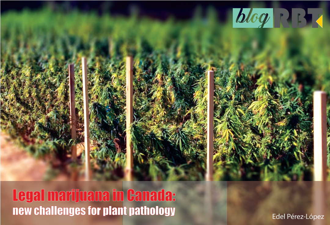 Research Crop - U.Miss. Photo by NIDA(NIH) (U.S. Government Works)