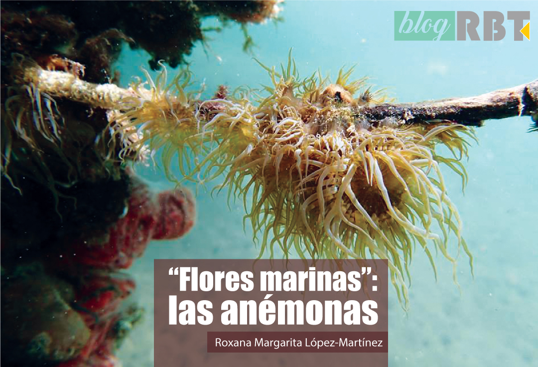 Anémonas amarillas. Fotografía de Polet Yamaly Barragán
